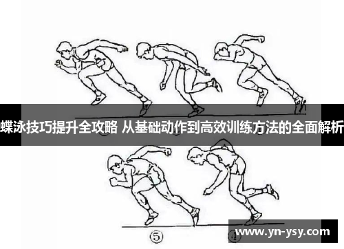 蝶泳技巧提升全攻略 从基础动作到高效训练方法的全面解析